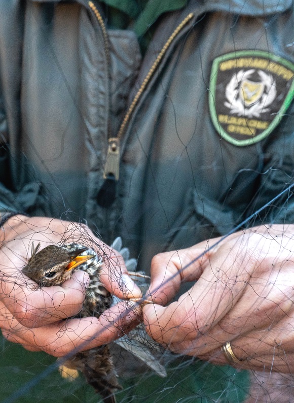 Cyprus: The winter thrush slaughter, which is still practised